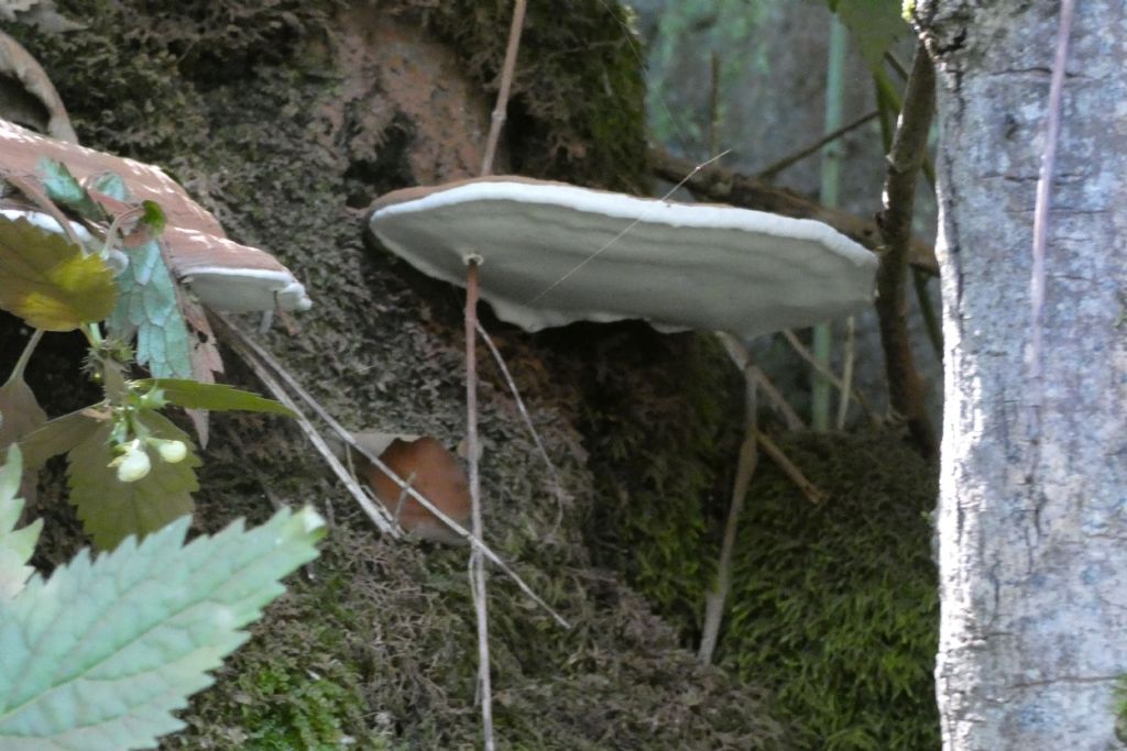 Ganoderma applanatum