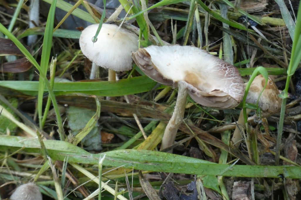Psathyrella sp. e cfr. Pluteus sp.