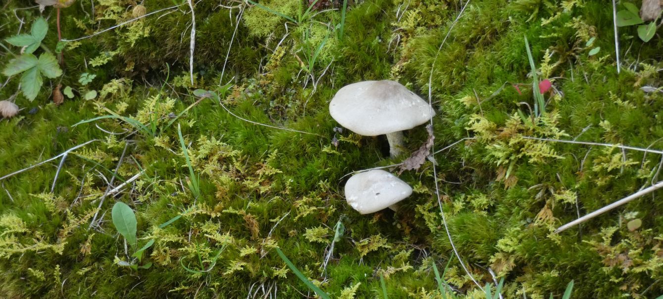 Psathyrella sp. e cfr. Pluteus sp.