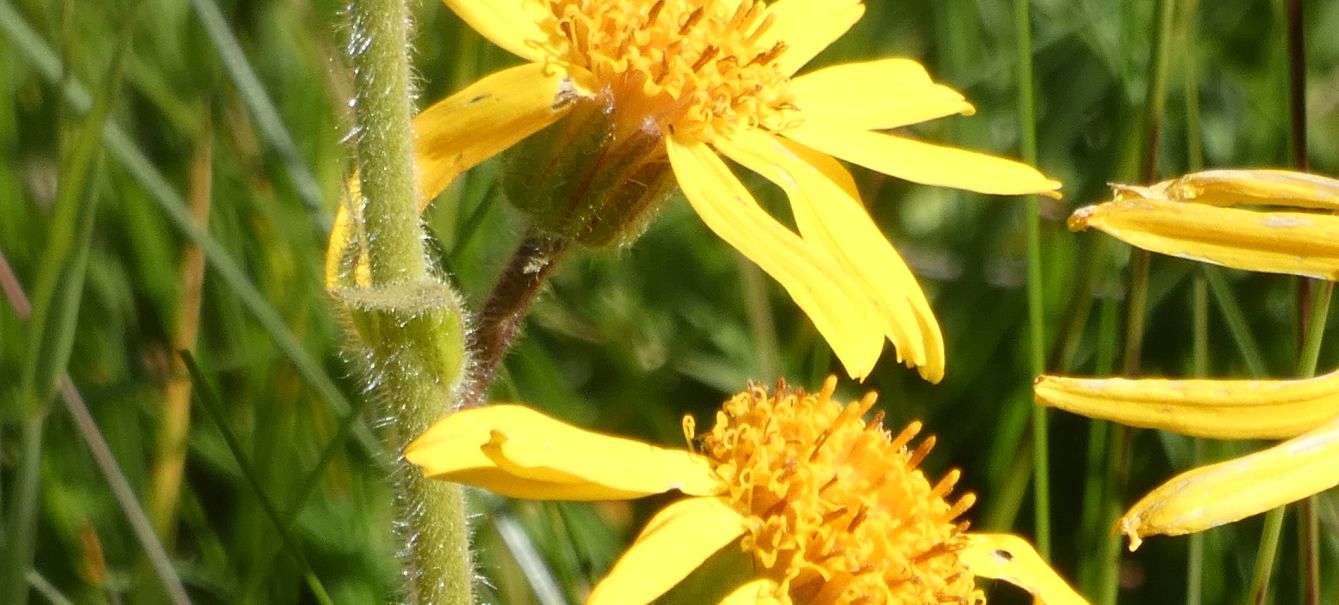 Arnica montana ?  S