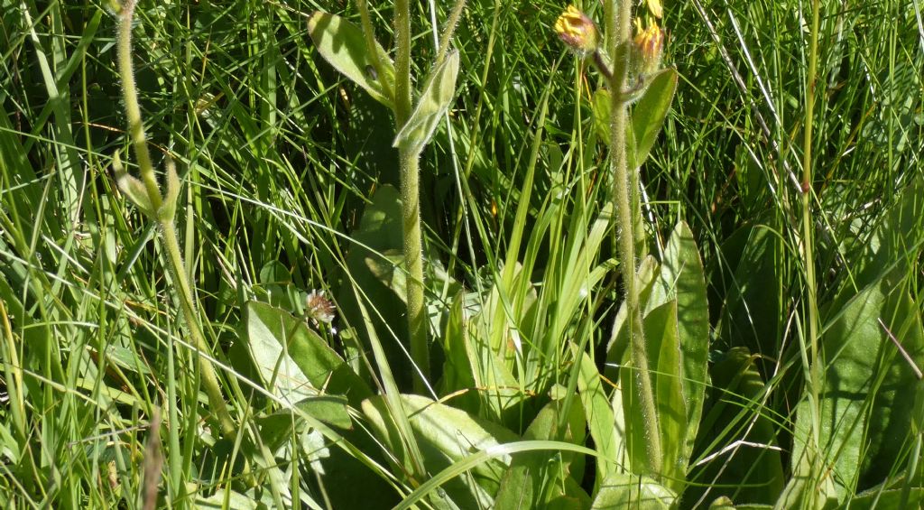 Arnica montana ?  S