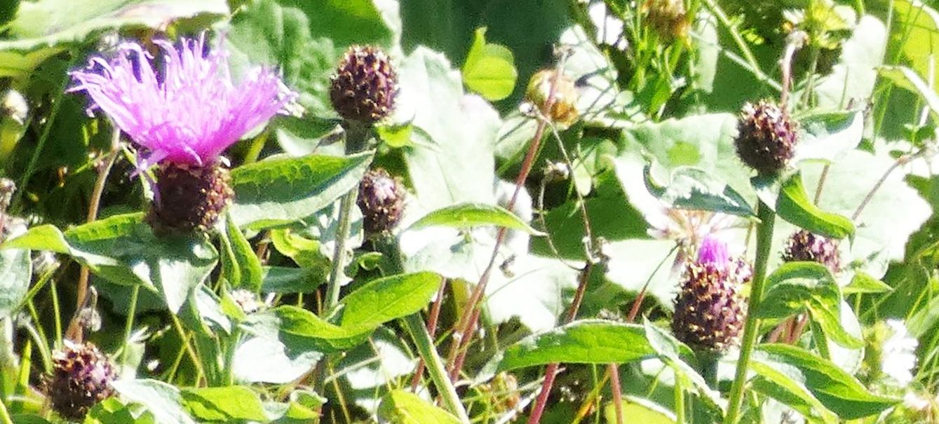 Centaurea nigrescens