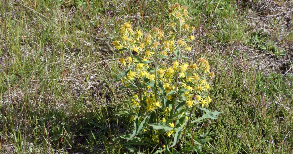 Solidago virgaurea ? S