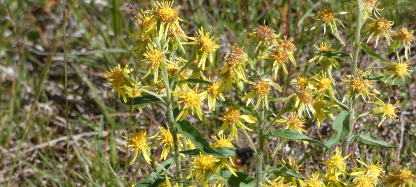 Solidago virgaurea ? S