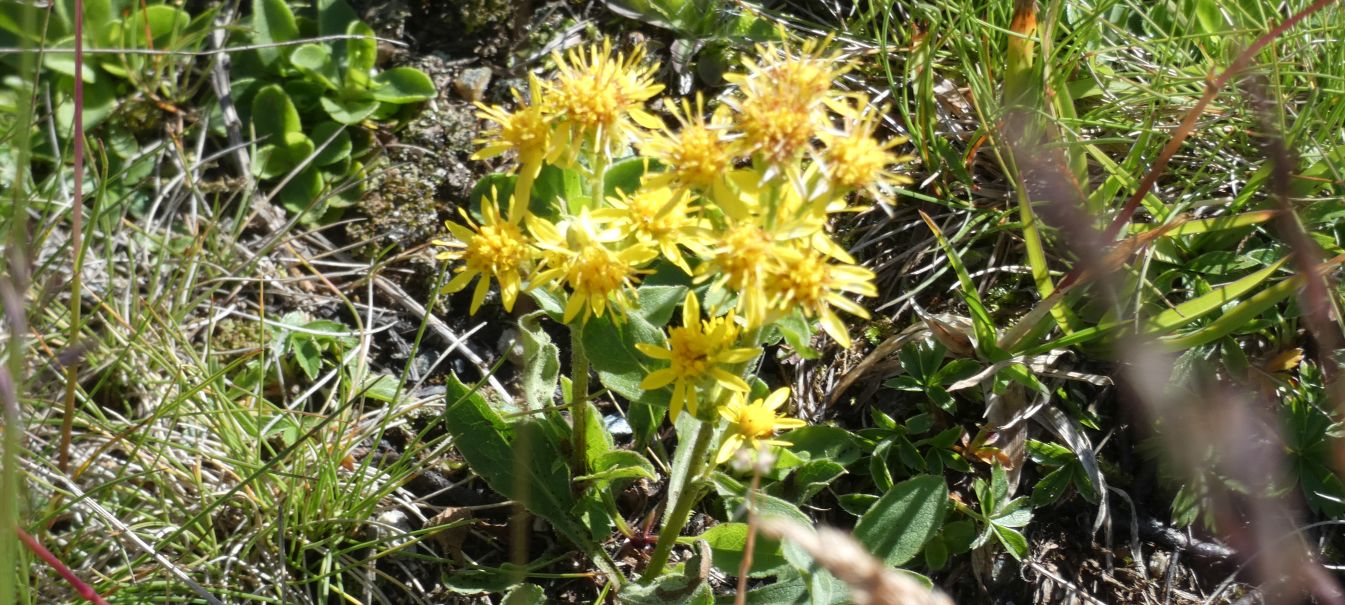 Solidago virgaurea ? S