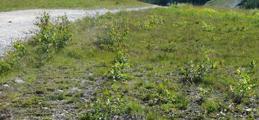 Rimboschimento ? No, ricacci di Salix sp. dopo decespugliamento