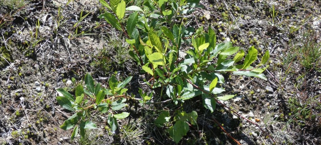 Rimboschimento ? No, ricacci di Salix sp. dopo decespugliamento