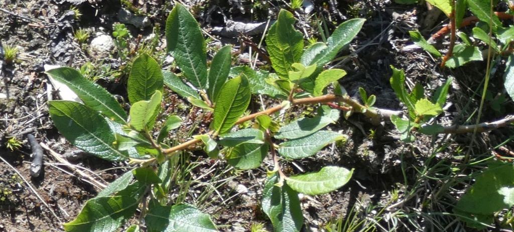 Rimboschimento ? No, ricacci di Salix sp. dopo decespugliamento