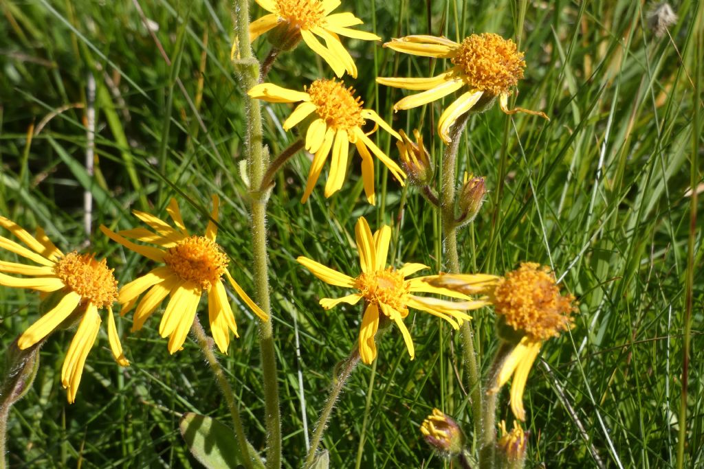 Arnica montana ?  S