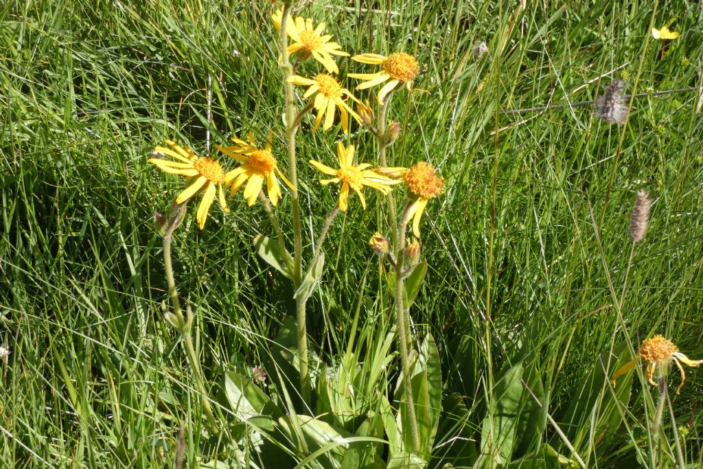 Arnica montana ?  S