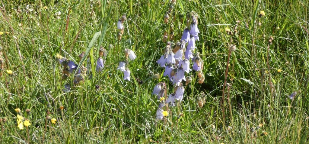 Campanula barbata