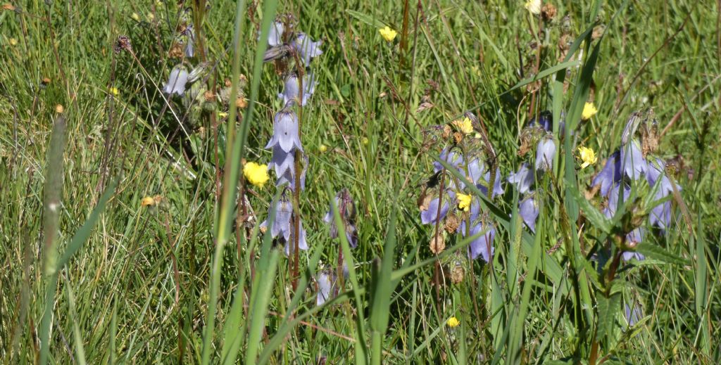 Campanula barbata