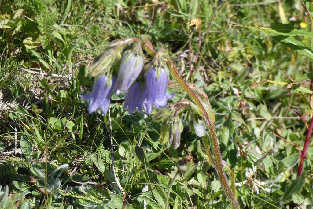 Campanula barbata