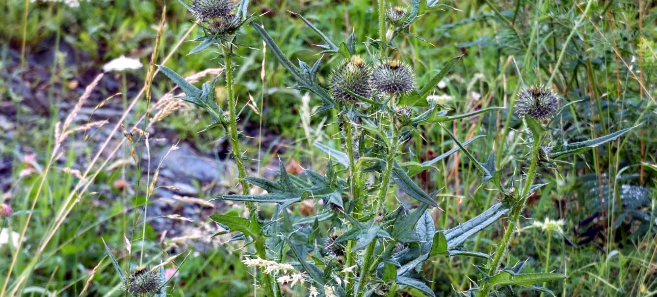 Carduus...?  No, Cirsium morisianum