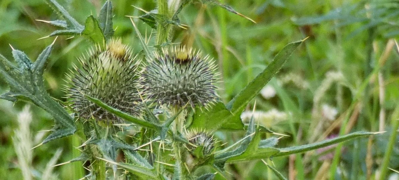 Carduus...?  No, Cirsium morisianum