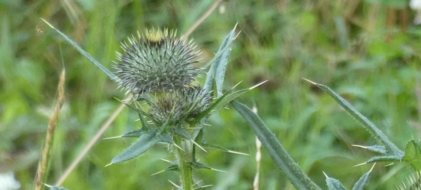 Carduus...?  No, Cirsium morisianum