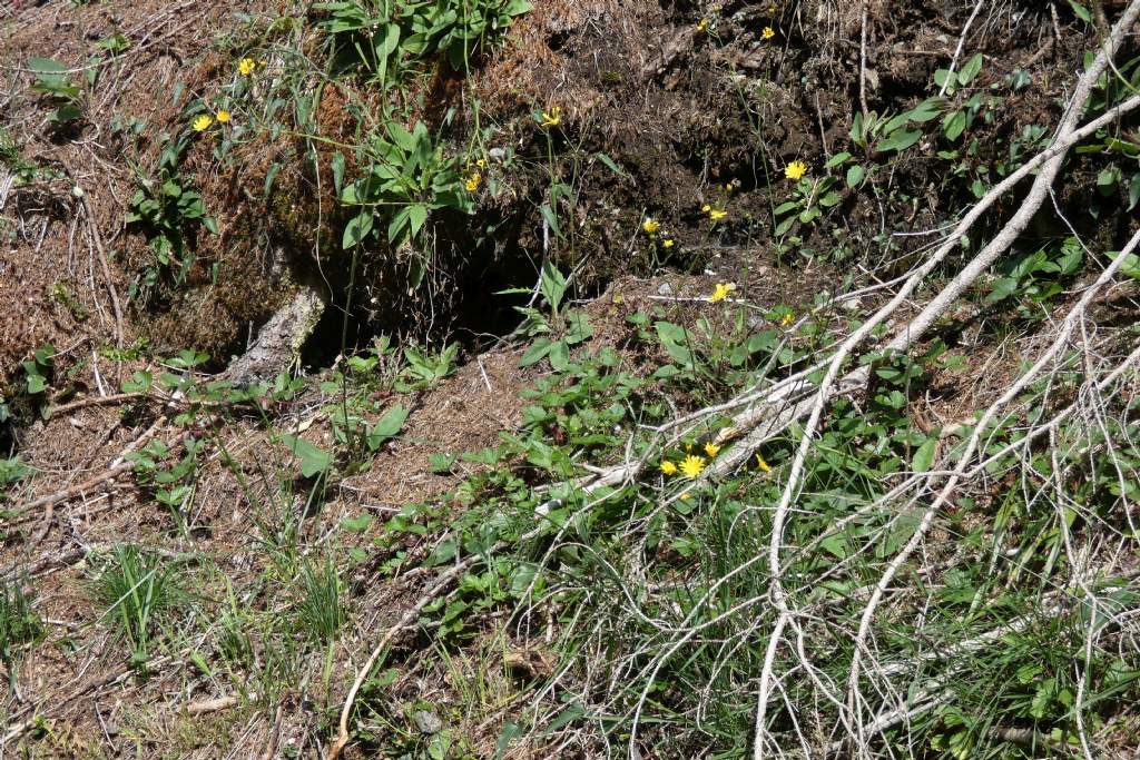 Asteraceae: Hieracium sp.