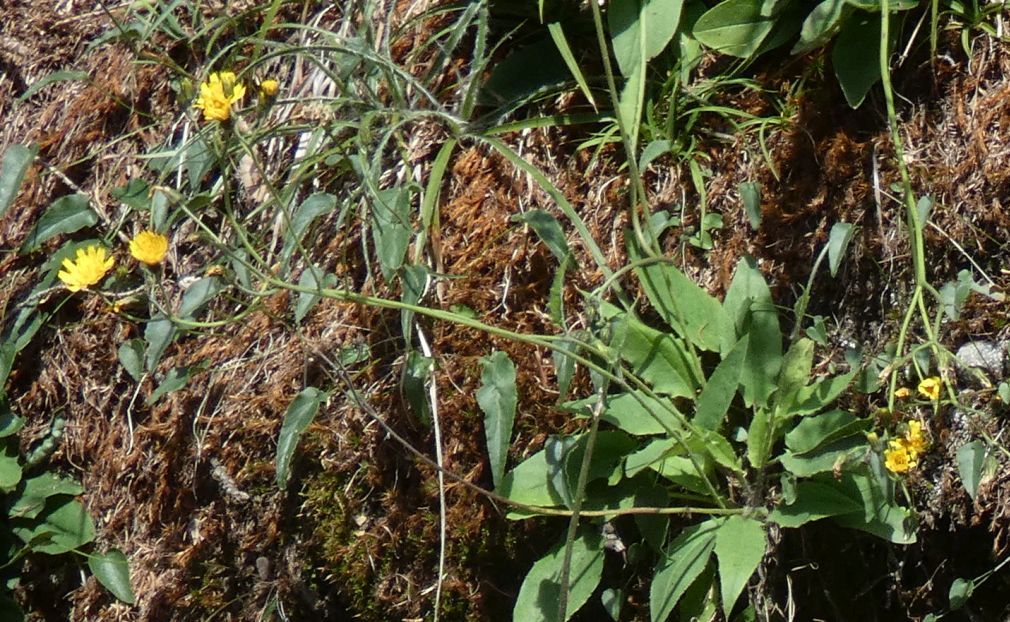 Asteraceae: Hieracium sp.