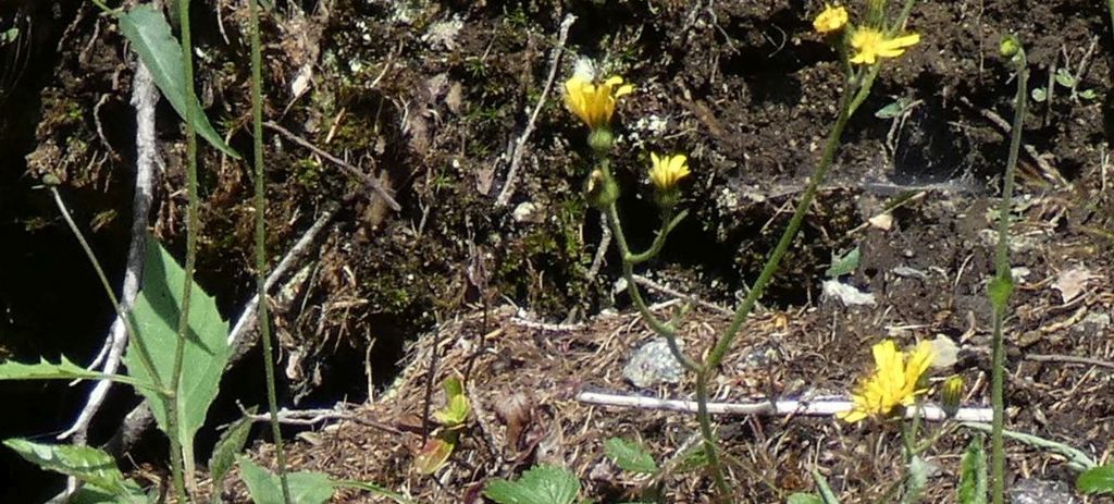 Asteraceae: Hieracium sp.