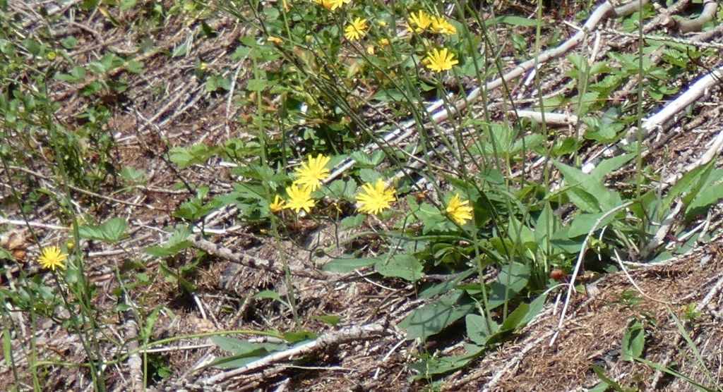 Asteraceae: Hieracium sp.