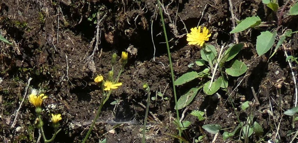 Asteraceae: Hieracium sp.