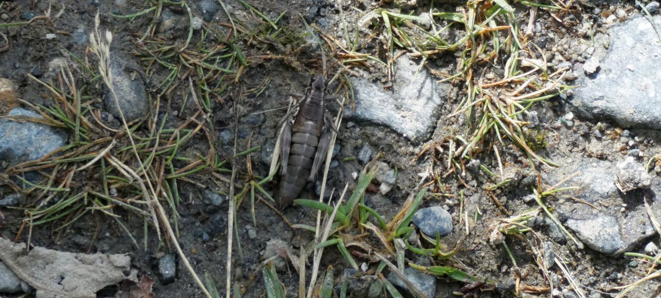 Poa alpina  (solo foglie basali)