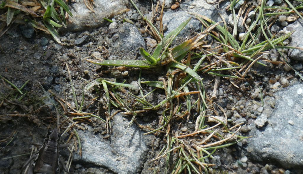 Poa alpina  (solo foglie basali)