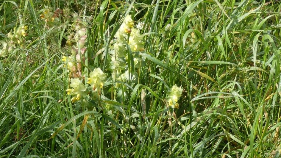 Orobanchaceae: Rhinanthus alectorolophus?   Rhinanthus gr. alectorolophus