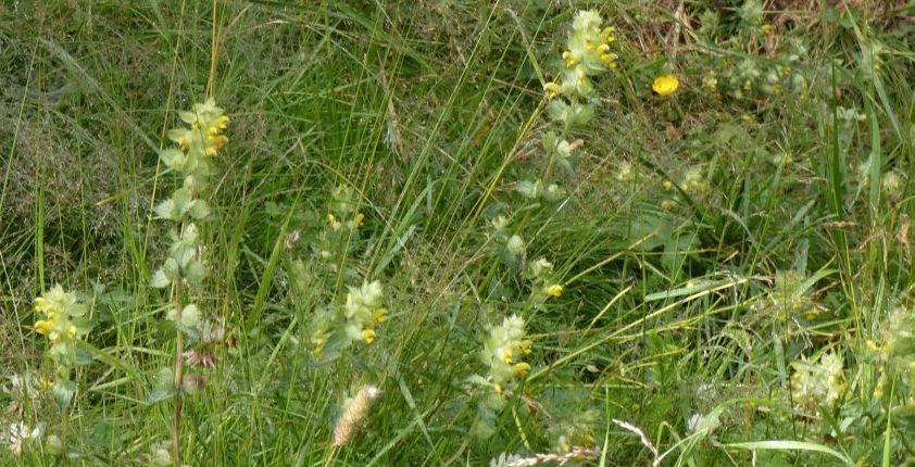 Orobanchaceae: Rhinanthus alectorolophus?   Rhinanthus gr. alectorolophus