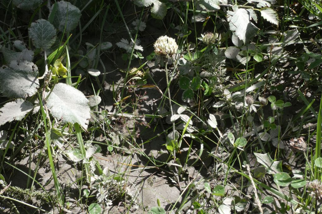 Trifolium thalii ... Trifolium sp.