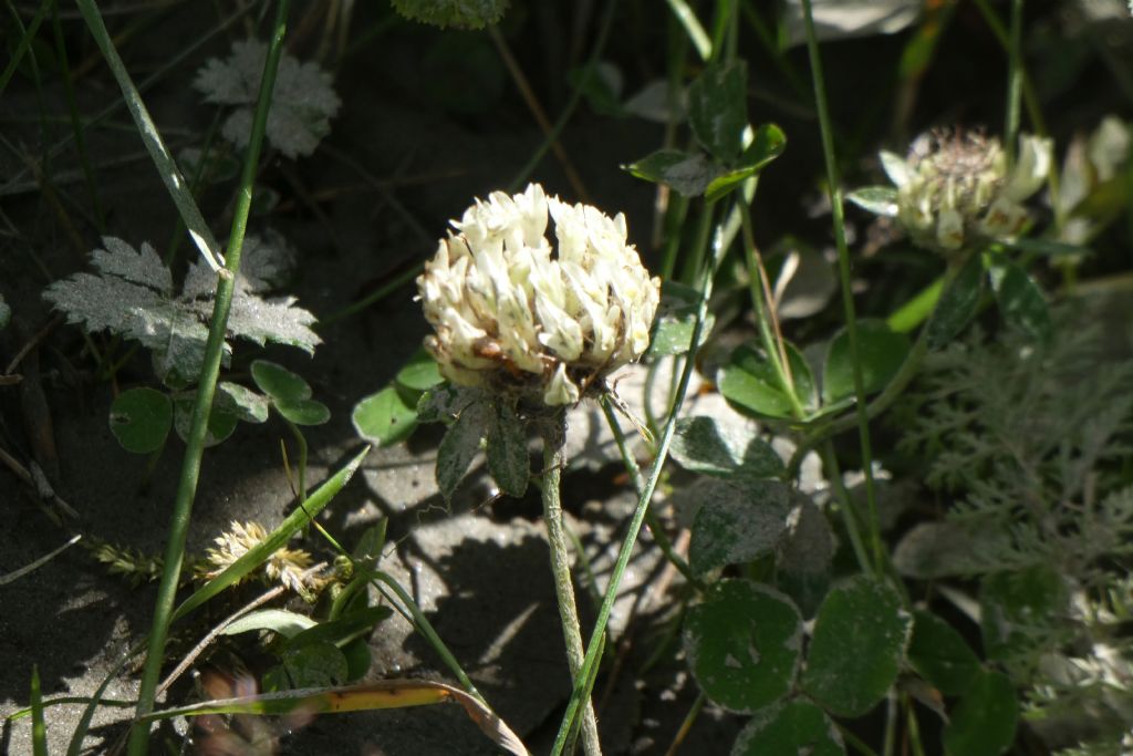 Trifolium thalii ... Trifolium sp.