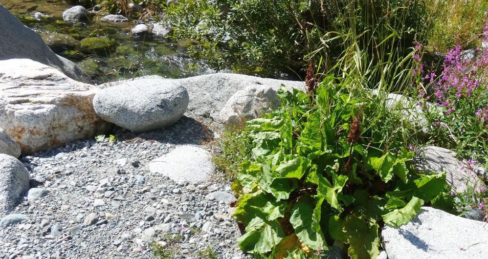 Rumex....?  Rumex  alpinus