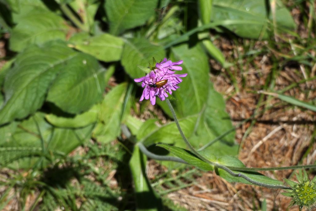 Knautia drymeja (Caprifoliaceae)