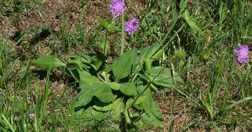 Knautia drymeja (Caprifoliaceae)