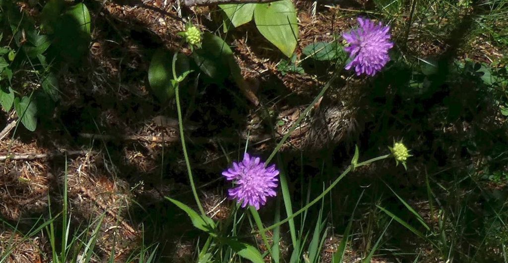 Knautia drymeja (Caprifoliaceae)