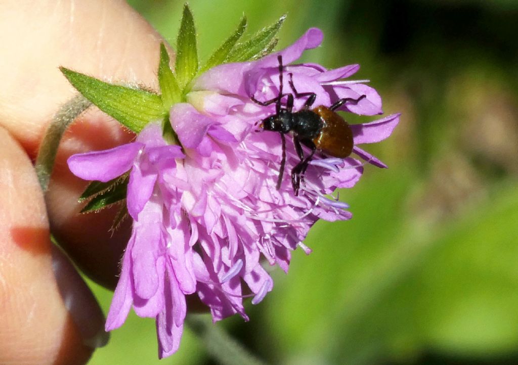 Knautia drymeja (Caprifoliaceae)