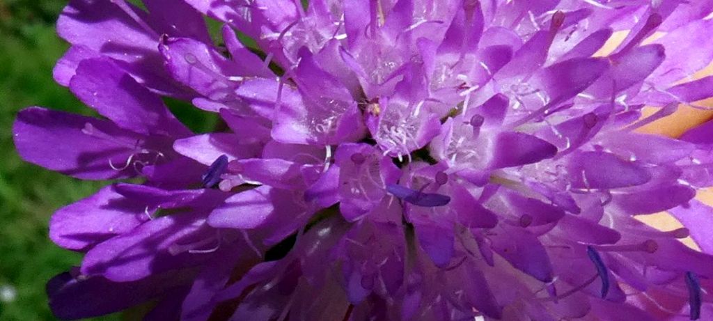 Knautia drymeja (Caprifoliaceae)