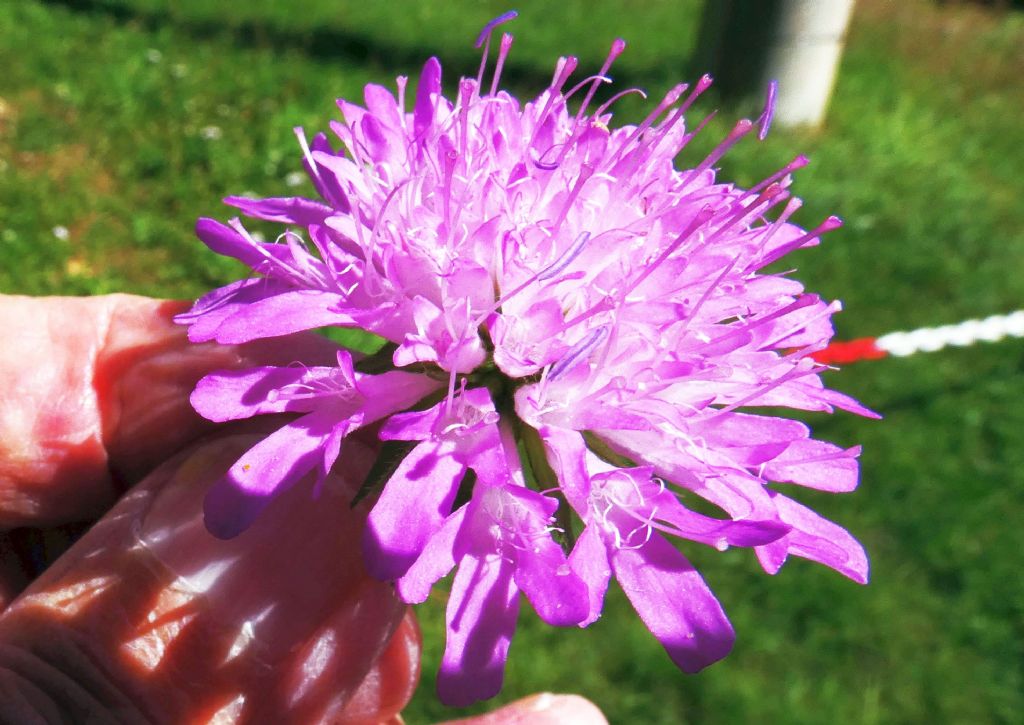 Knautia drymeja (Caprifoliaceae)