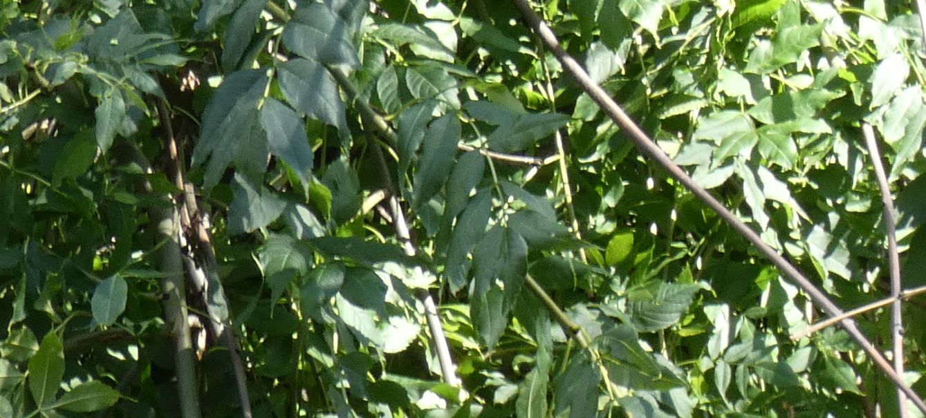 Fraxinus excelsior