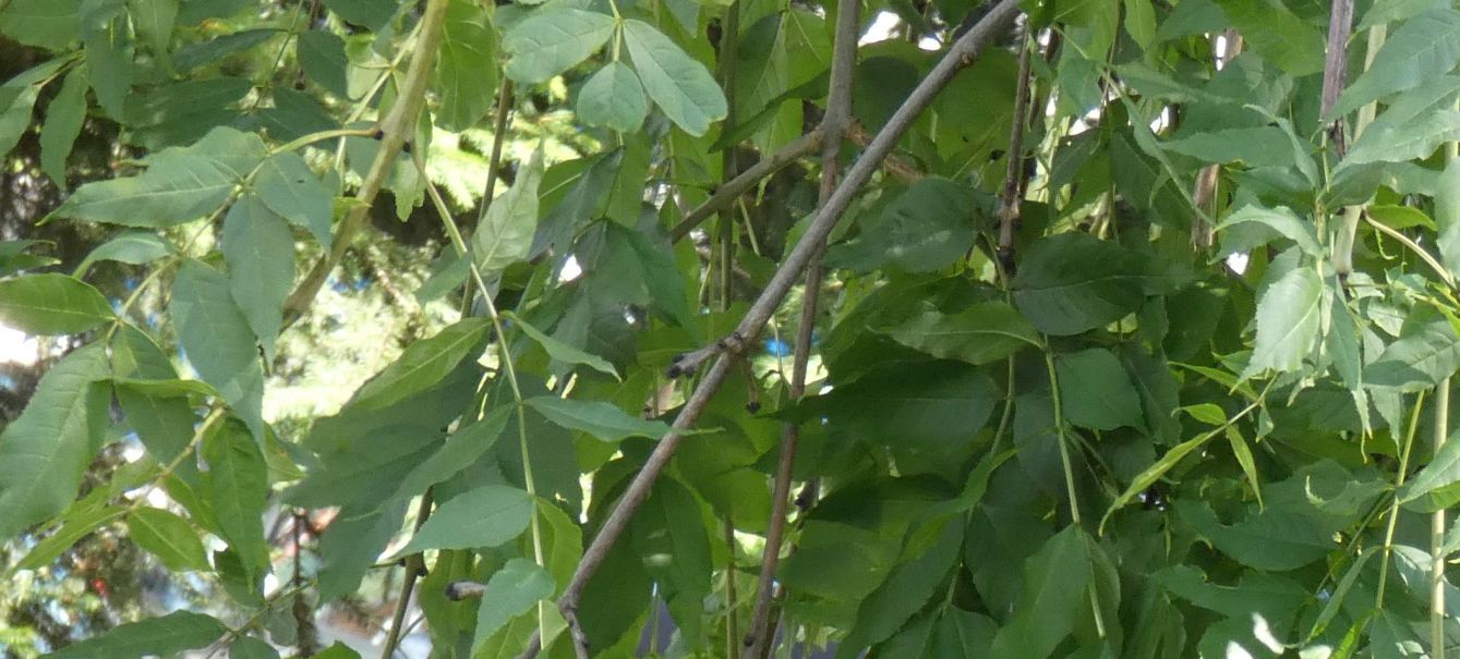 Fraxinus excelsior