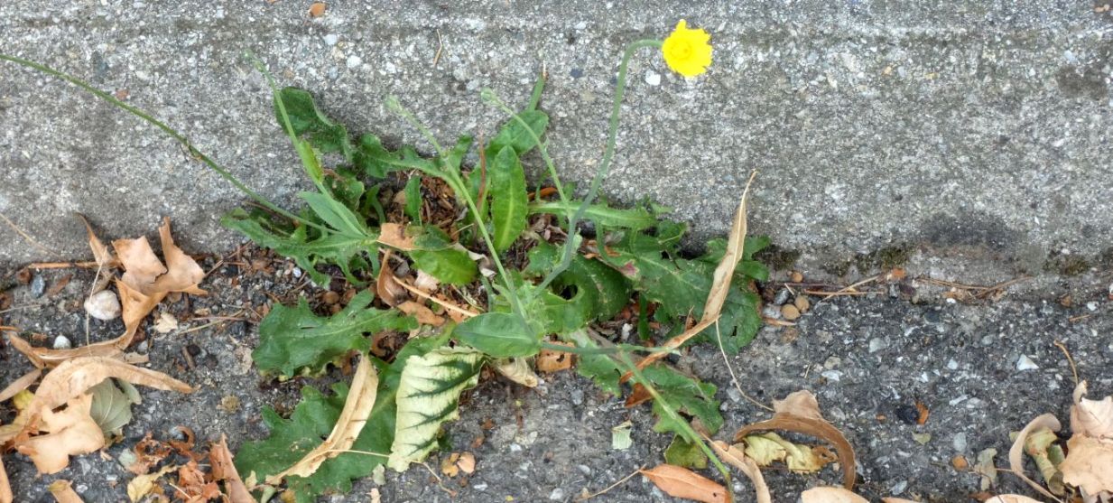 Asteraceae: Hypochaeris:  radicata o maculata ?