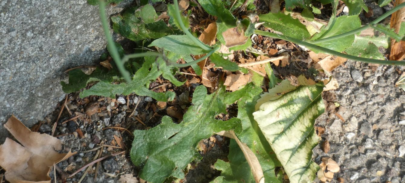 Asteraceae: Hypochaeris:  radicata o maculata ?