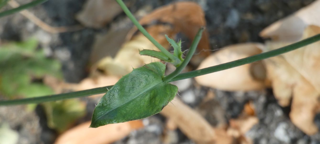 Asteraceae: Hypochaeris:  radicata o maculata ?