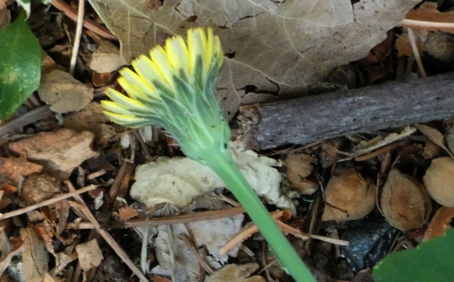 Asteraceae: Hypochaeris:  radicata o maculata ?