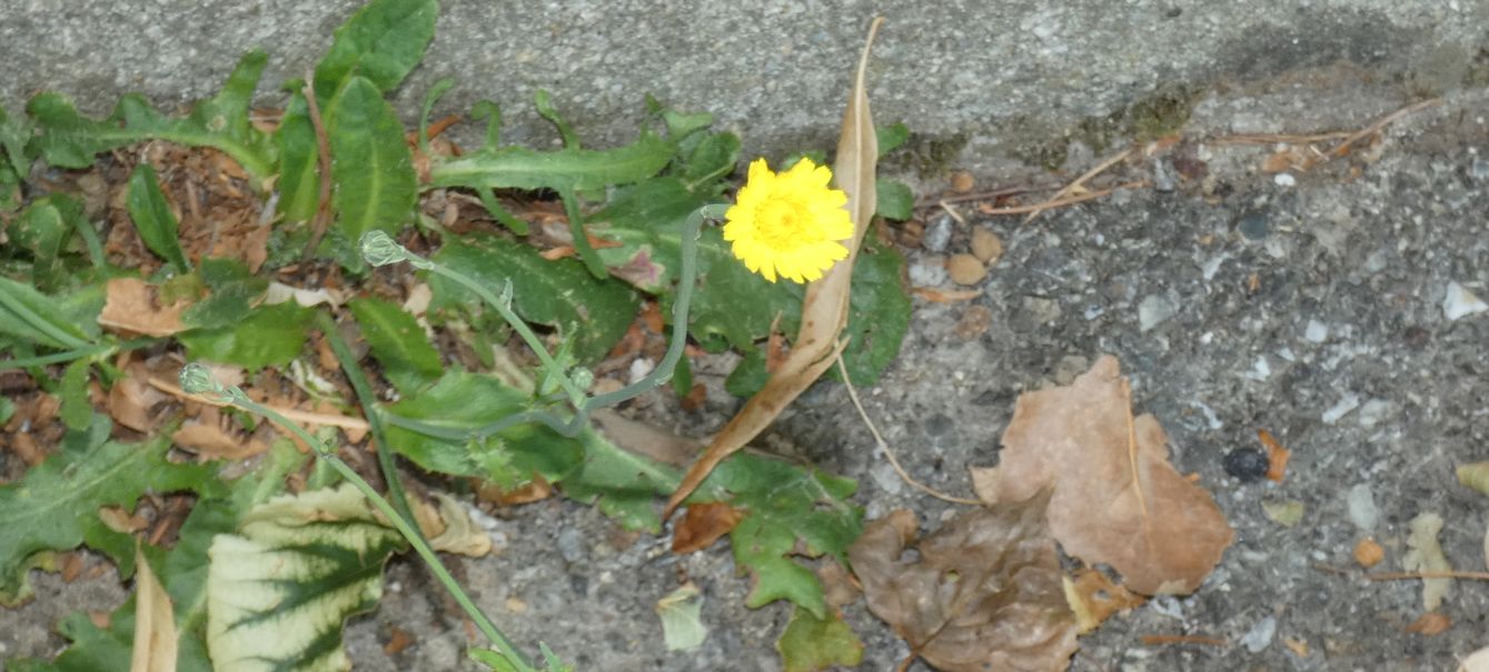 Asteraceae: Hypochaeris:  radicata o maculata ?