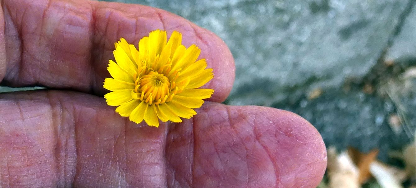 Asteraceae: Hypochaeris:  radicata o maculata ?