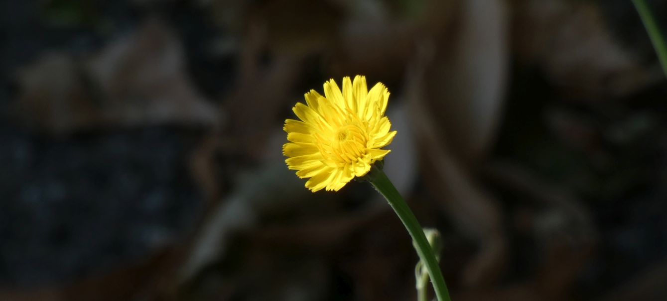 Asteraceae: Hypochaeris:  radicata o maculata ?