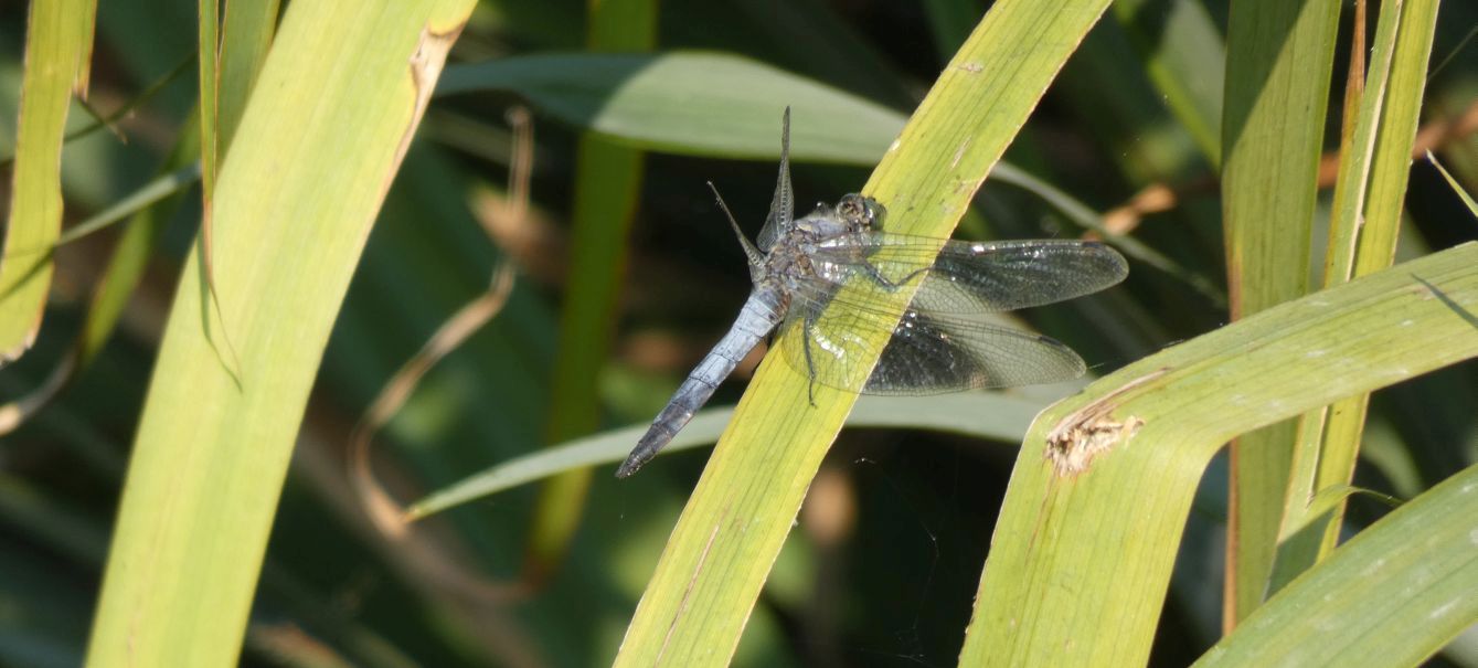 Orthetrum cancellatum, maschio ?