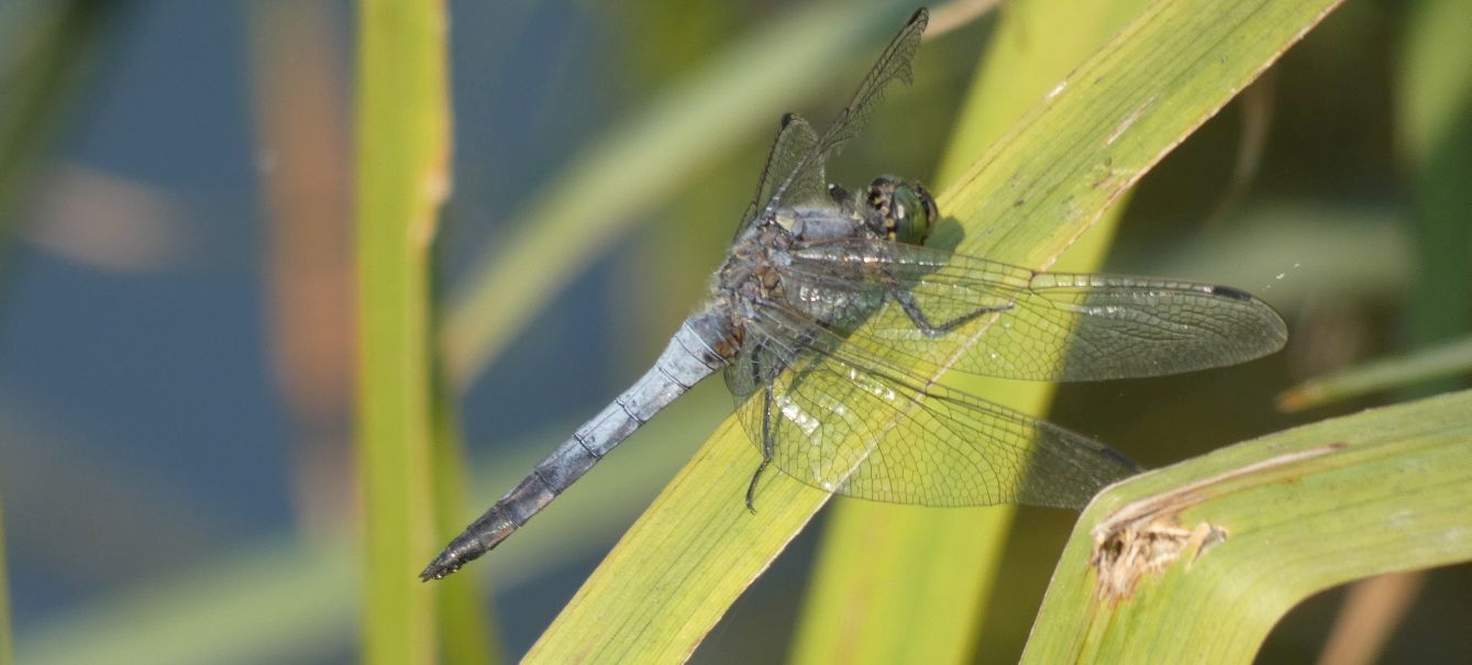 Orthetrum cancellatum, maschio ?