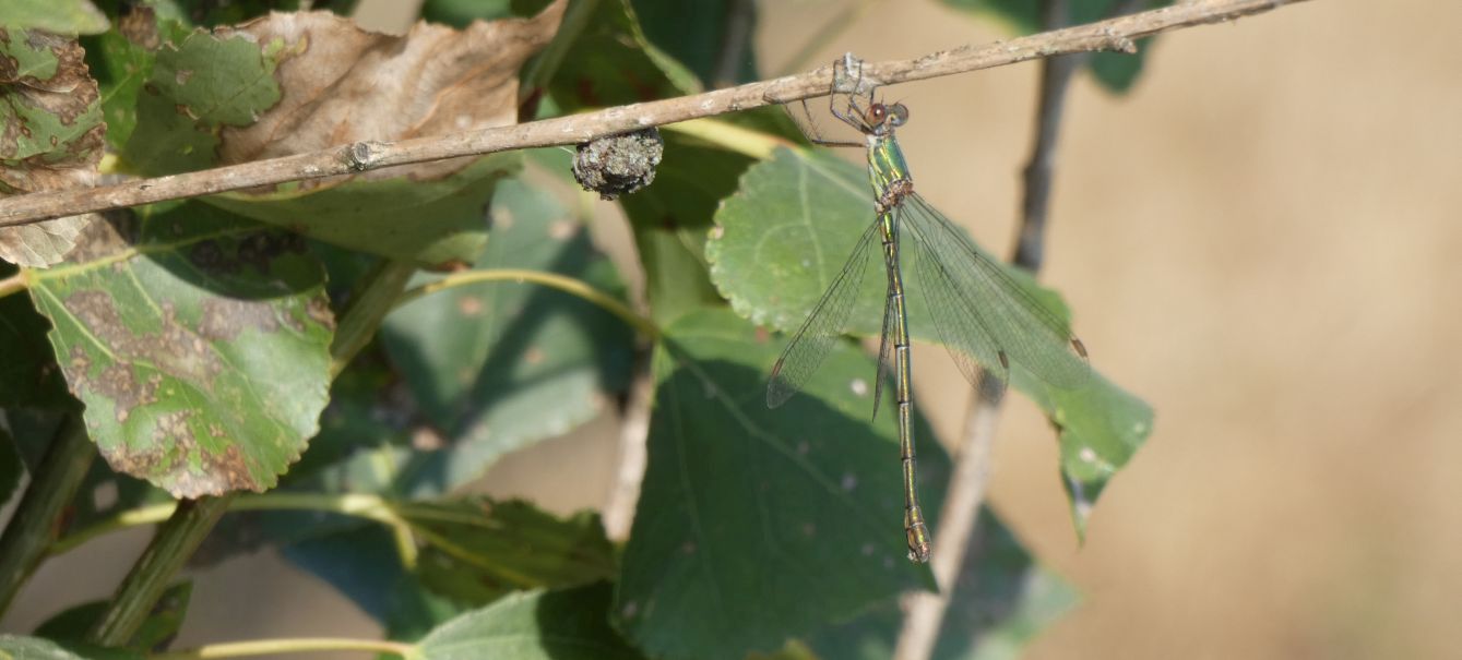 Lestes....? No, Chalcolestes viridis